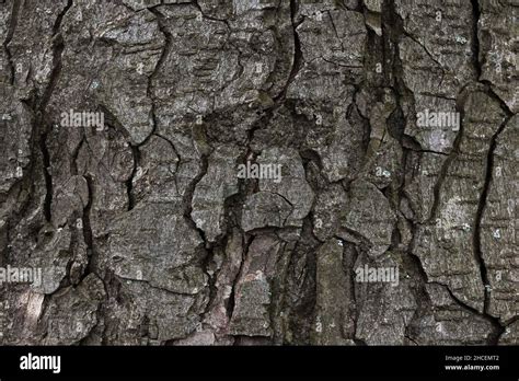 Texture Of A Poplar Tree Bark Closeup Nature Background Stock Photo