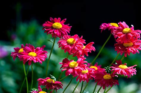 How To Use Chrysanthemums For Natural Pest Control Sprays And Diy Dust