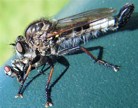 Robber Fly Eats Kin Whats That Bug