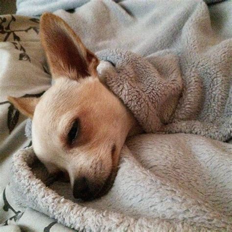 Does Your Chihuahua Sleep In Bed With You? We Show You The Pros And ...