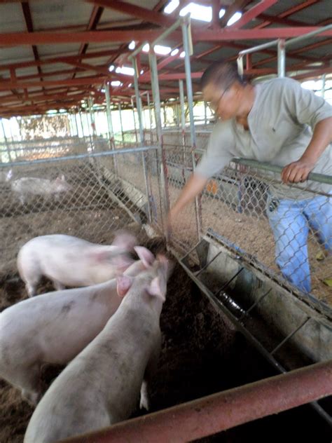 Whatshappeningphilippines Jess Domingo Says Organic Pigs