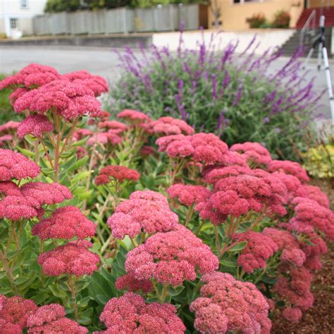 Coastal Gardening Perennial Flowers For The Sea Coast ⋆ North Coast