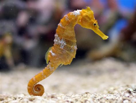 Seahorses Fish Animal Encyclopedia