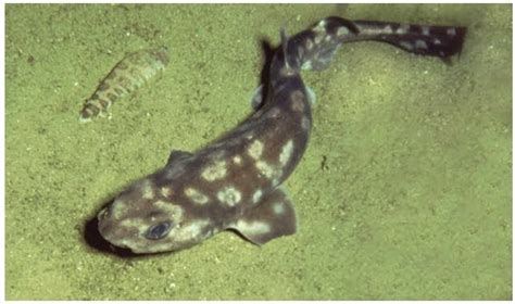 Sciency Thoughts New Species Of Catshark From The Galapaagos