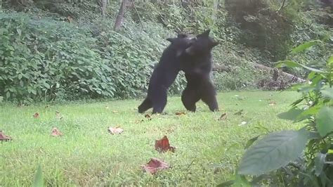 Adorable Black Bear Cubs Caught Wrestling And Playing Youtube