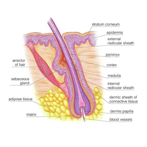 Details 128 Hair Follicle Anatomy Latest Camera Edu Vn