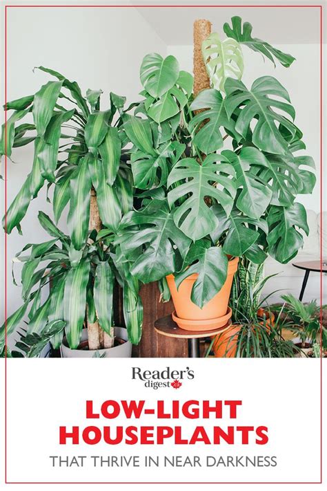 15 Low Light Houseplants That Thrive In Near Darkness Houseplants Low