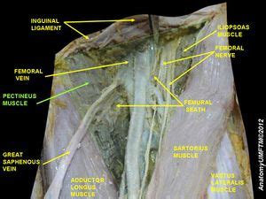 The pectineus muscle ( from the latin word pecten, meaning comb) is a flat, quadrangular muscle, situated at the anterior (front) part of the upper and medial (inner) aspect of the thigh. Pectinus Muscle - Physiopedia