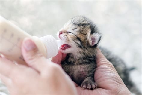 How To Feed A Kitten Effectively