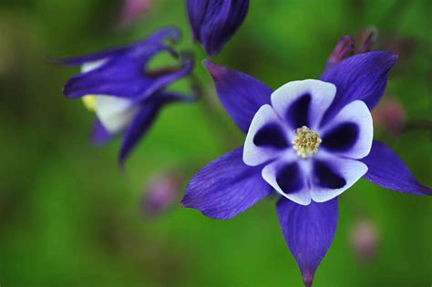 How To Grow And Care For Columbine