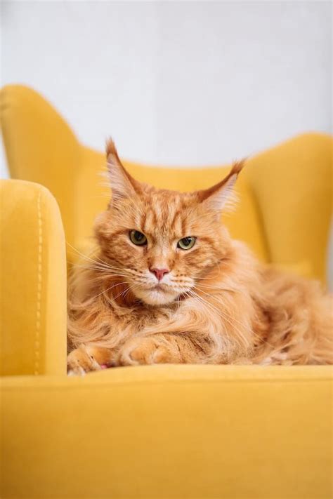 8 Healthiest Cat Breeds Which One Is Right For You