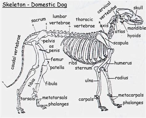 The Structure Of Animal Bones Osteology Skeleton Studying Bones