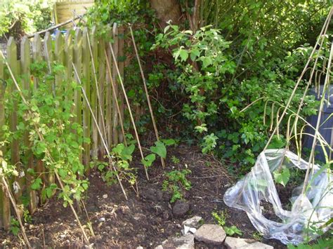 Check first that you have a good number of ice cubes in the freezer which will be. How to Grow Runner Beans | Dengarden