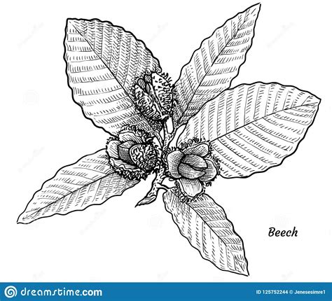 Blätter sind seitliche auswüchse an den knoten (nodi) der sprossachse. Buche Mit Blatt- Und Fruchtillustration, Zeichnung, Stich ...