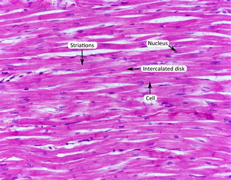 Here, it is responsible for keeping the heart pumping and relaxing normally. Muscle Tissue - HUMAN ANATOMY WEB SITE