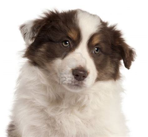 Border collies are always underfoot. Cute Puppy Dogs: Red border collie puppies