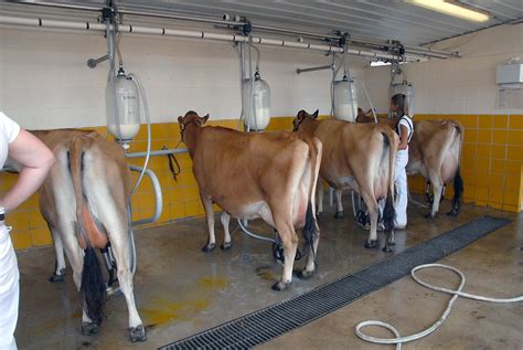 The Milking Parlor At The Milky Way Farm Shed Farm Design Dairy Farms