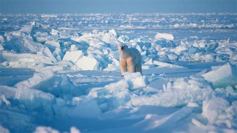 Life In The Arctic Top To Bottom Gr 6 Tundra Connections Webcast