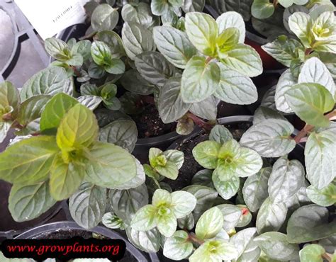 Chocolate Mint Plant How To Grow And Care