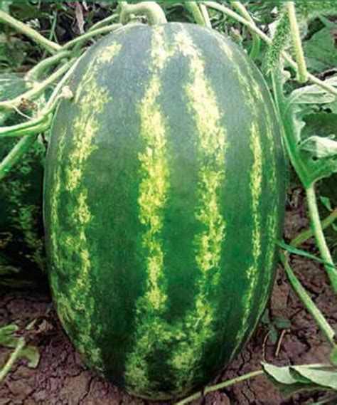 Large Size Seedless Watermelon Seeds Hybrid Vegetable Seed China