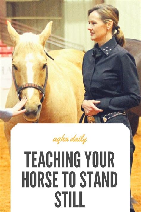 Teach Your Horse How To Stand Still Quietly And Calmly Horses