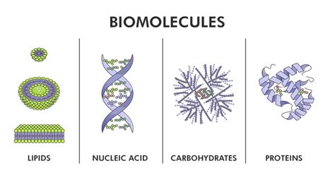 Biomolecules Definition Structure Classification Examples