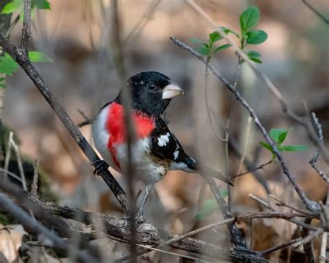 Rose Breasted Grosbeak Facts Diet Habitat And Pictures On Animaliabio
