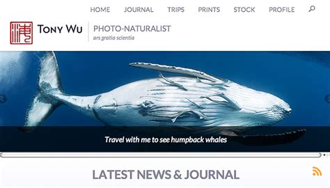 7th anniversary tony wu underwater photography blog