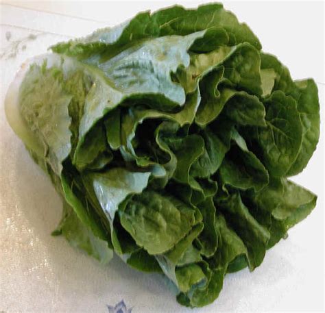 Lettuce Romaine Ingredients Descriptions And Photos An All