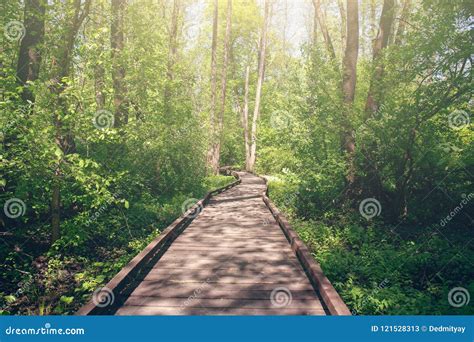 Wooden Pathway Through Forest Woods In The Morning Summer Nature