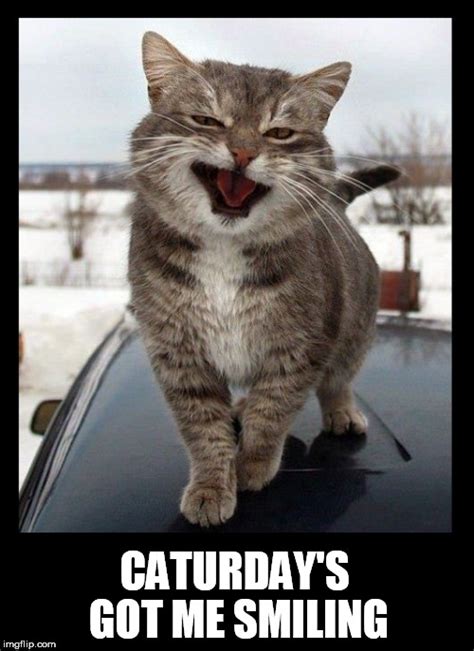 Trending images and videos related to saturday! Image tagged in cat,caturday,cats,kitten,smiling,smiling ...