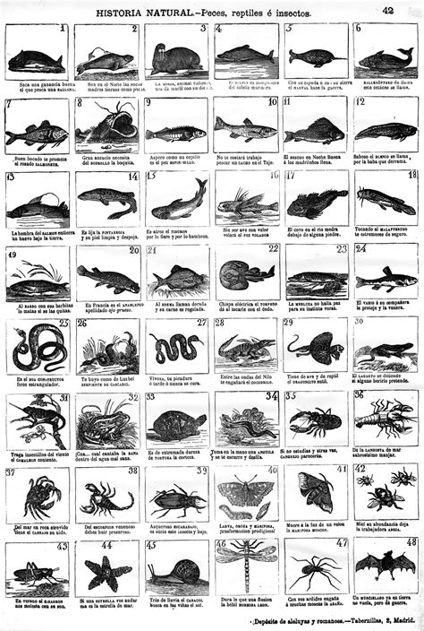 Historia Natural Peces Reptiles E Insectos Peces Reptiles E
