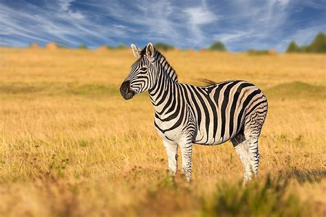 Zebras are found in the more arid portions of eastern and southern africa. Israbi: Habitat Where Do Zebras Live