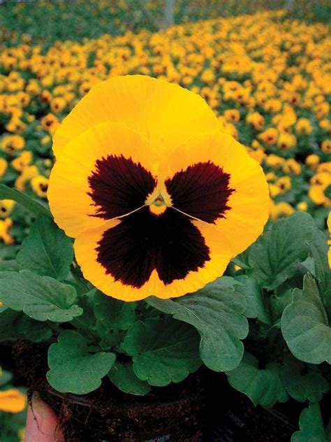 Bulk Pansy Seeds 500 Pansy Delta Gold With Blotch Etsy Pansies