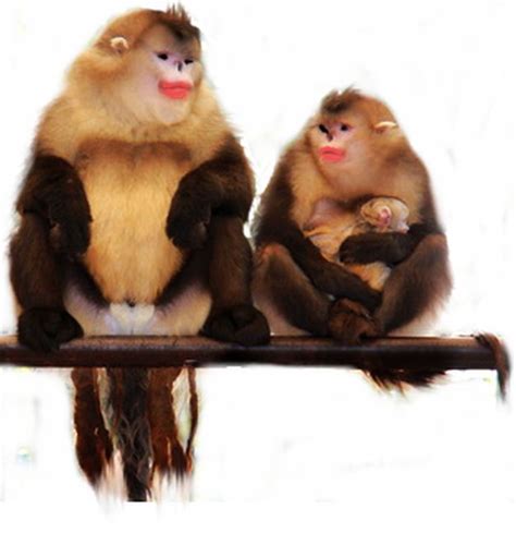 Check spelling or type a new query. 11 Hewan Aneh Di Dunia beserta Gambarnya - DosenBiologi.com