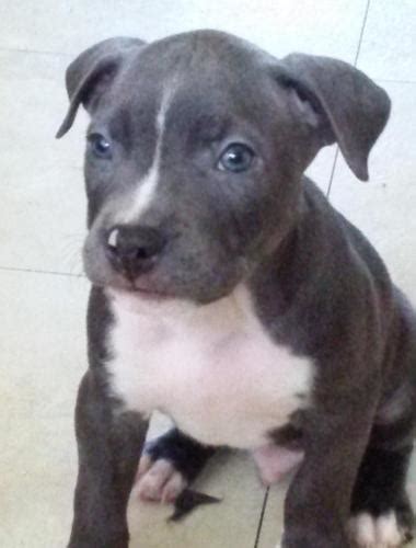 Find out why the blue and red nose color occurs in other pitbull dog breeds. Bluenose pitbull puppies for Sale in Tucson, Arizona Classified | AmericanListed.com