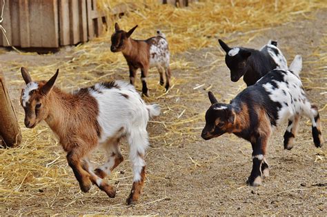 Free Images Cute Horn Fur Herd Pasture Grazing Small Mammal Fauna Playful Goats