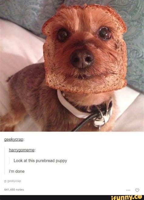 Ugh Know Ur Dogs This Is Obviously An Inbred Funny Pictures With