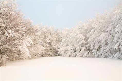 Pristine Snow Near The Snowy Forest Stock Photo Image Of Scene