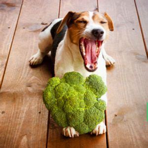 It's extremely rich in vitamin k, which is believed to improve bone density in dogs and help your dog develop. Can Dogs Eat Broccoli: Raw or Cooked? and How Much Is Too ...