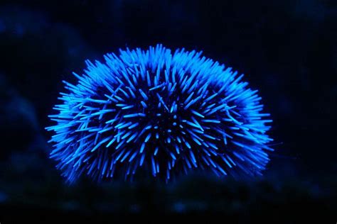 Sea Urchin By Gekimo Via Flickr Gorgeous Blue Bioluminescence
