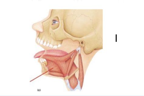Extrinsic Laryngeal Muscles Flashcards Quizlet
