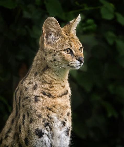 Superb Nature Beautiful Wildlife Serval By Florence Merlote Serval