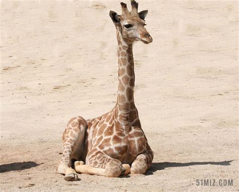 长颈鹿 小长颈鹿 哺乳动物 野生动物 动物园 婴儿 可爱 动物图片免费下载 觅知网