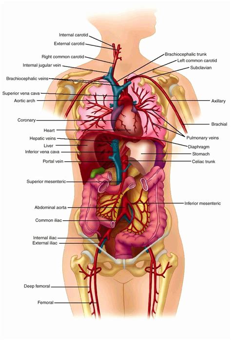 Male Internal Organs Of The Human Body Anatomical Chart Body Free
