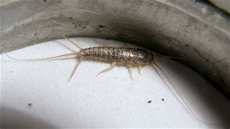 Bed bugs can be hiding everywhere and anywhere, including furnished furniture and particularly in truthfully, there's no silver bullet for bed bugs. Silver bugs bathroom, bed bugs photos