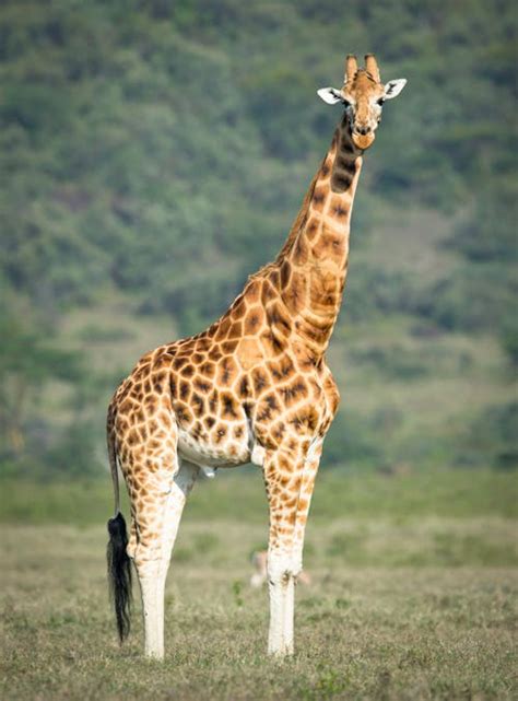 100 Cute Giraffe Pictures · Pexels · Free Stock Photos