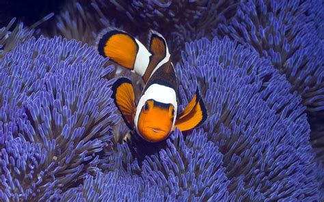 Clownfisch streams live on twitch! clownfish, Underwater, Ocean Wallpapers HD / Desktop and ...