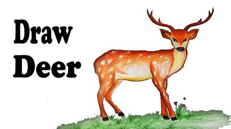 How To Draw Deerstep By Stepeasy Draw Youtube