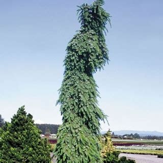 Beautiful specimen tree, narrow habit, does not grow straight but curves a bit side to side. Pin on Catalog Spree Pin to Win